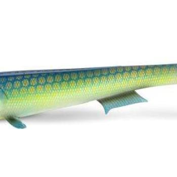 22cm lemon pie quantum tarp shad kép