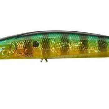 Gamera slim 11,5cm sp mr fire gold perch kép