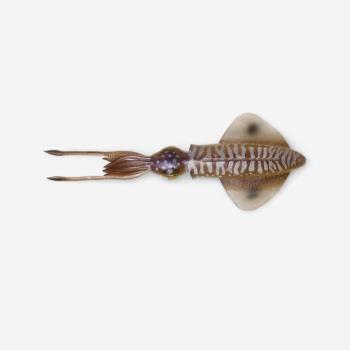 Műcsali 3D tintahal, 12,5 cm Savage Gear kép